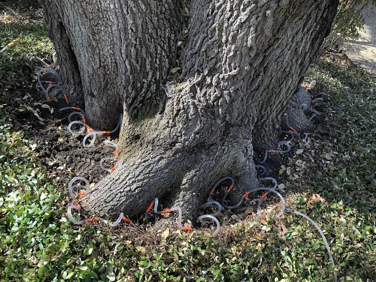 Detailed Tree Cabling and Bracing job site in Gustavus