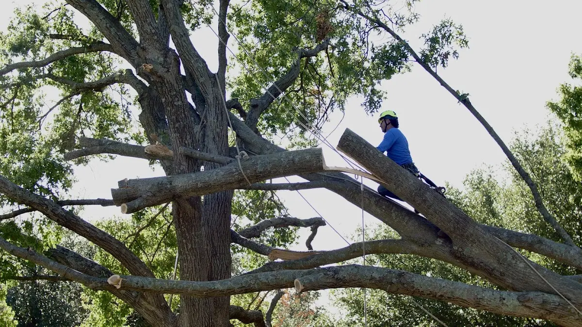 Professional Crown Thinning performed by certified arborists in Gustavus